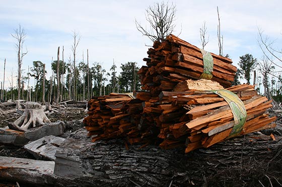 Hutan-Papua-Rusak